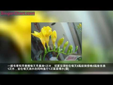 好種會香的花|15種「懶人也種不死」的新手必選植物 「不用每天顧」也能活百。